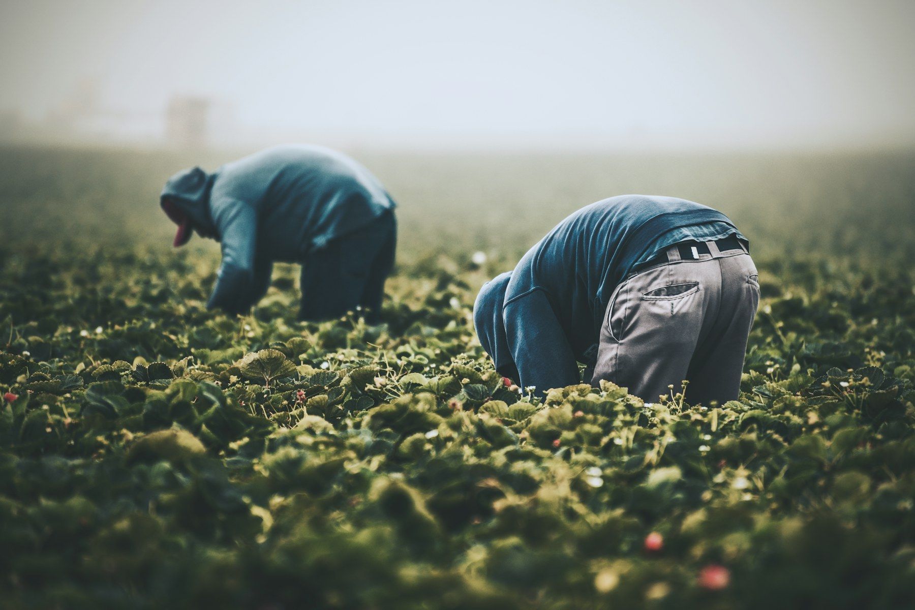 Farm workers bent over picking vegetables in a field